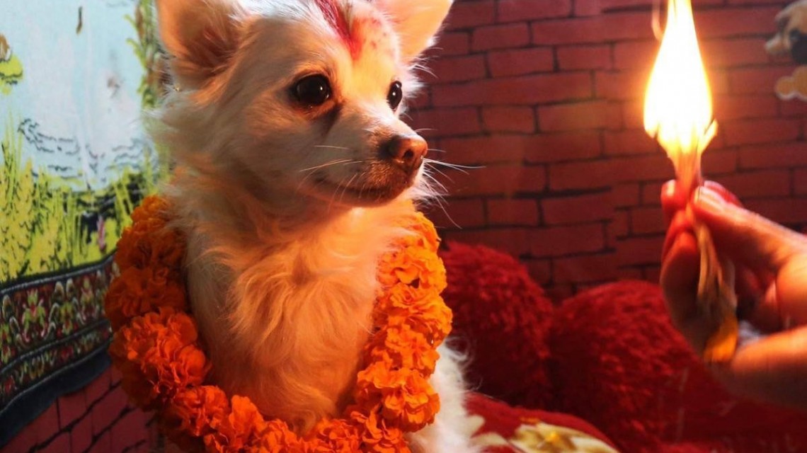 कुकुरलाई सम्मान 